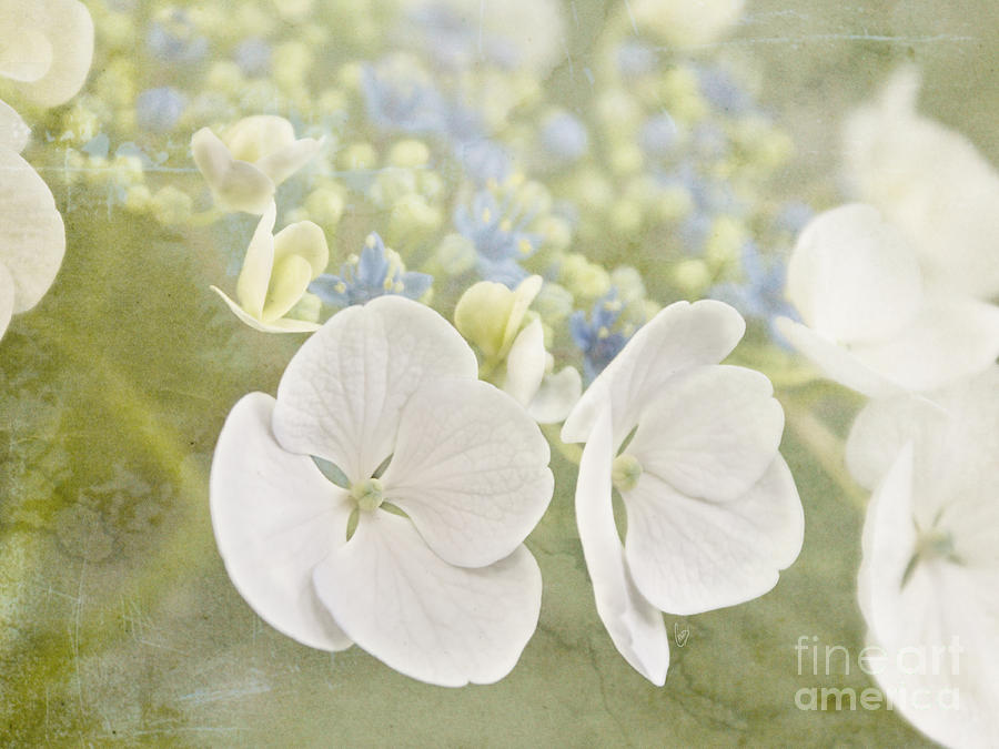 Spring Photograph - Hydrangea dreams by Cindy Garber Iverson