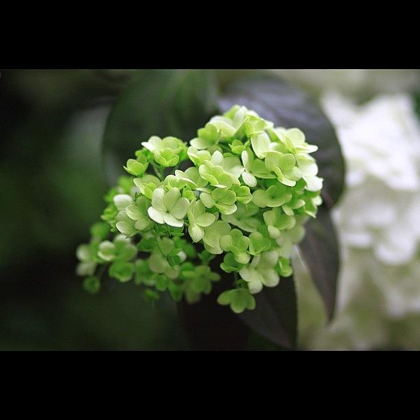 Nature Photograph - Hydrangea #flower #nature #beautiful by Jason Fang