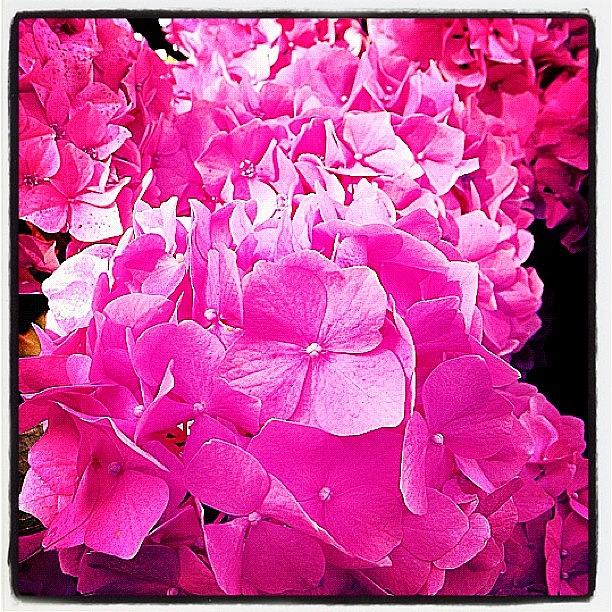 Nature Photograph - #hydrangea #flower #plant #pink #flora by Emma  Maudsley