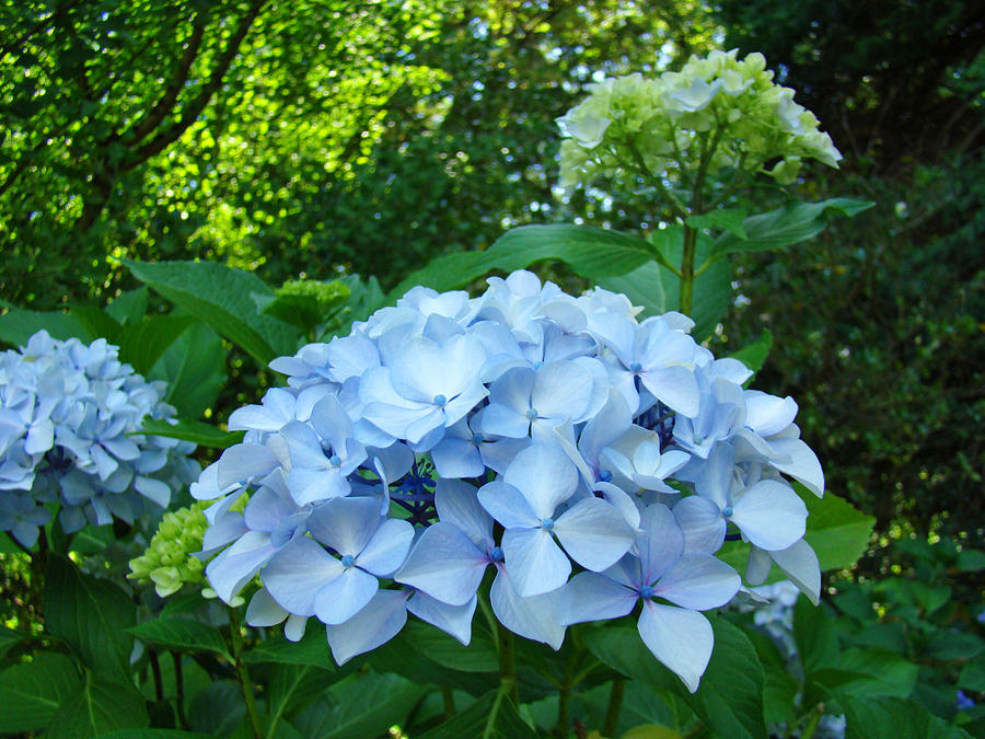 Nature Photograph - Hydrangea Garden Fine Art Print Floral Blue Green by Patti Baslee