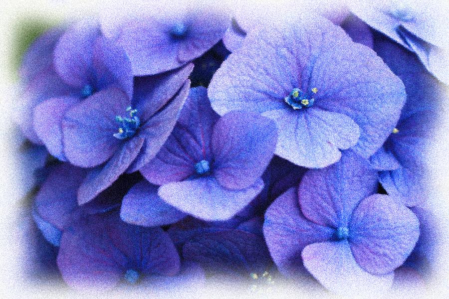 Flower Photograph - Hydrangea by Heidi Smith