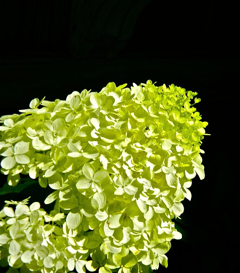 Hydrangea in Lime Photograph by Randy Rosenberger