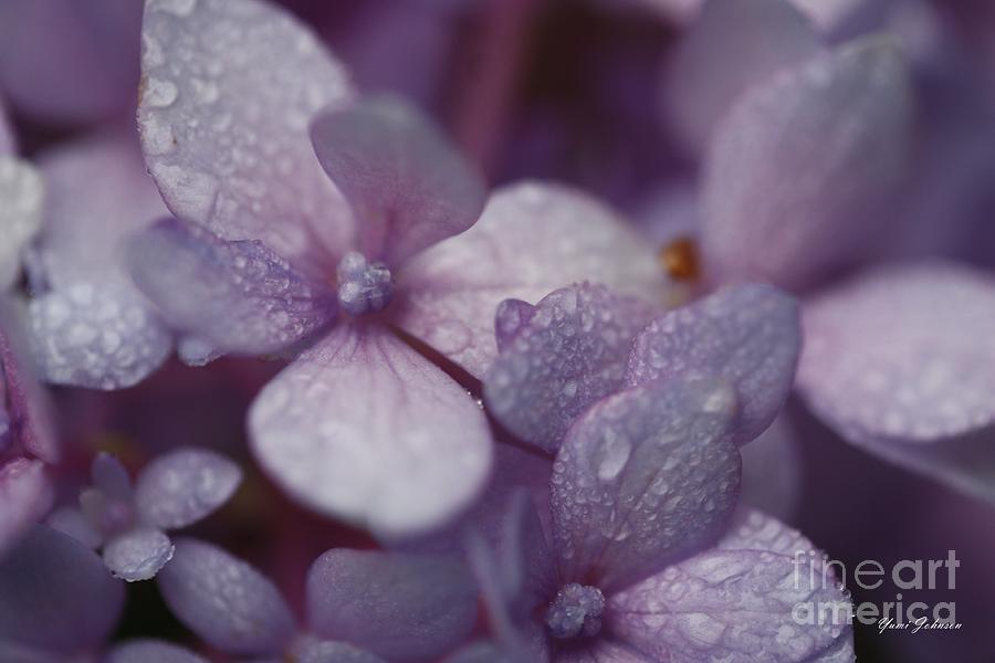 Hydrangea in Rain Photograph by Yumi Johnson