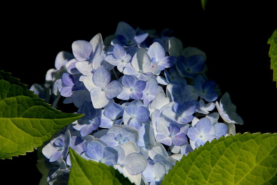 Hydrangea in the Morning Photograph by Charlene Reinauer