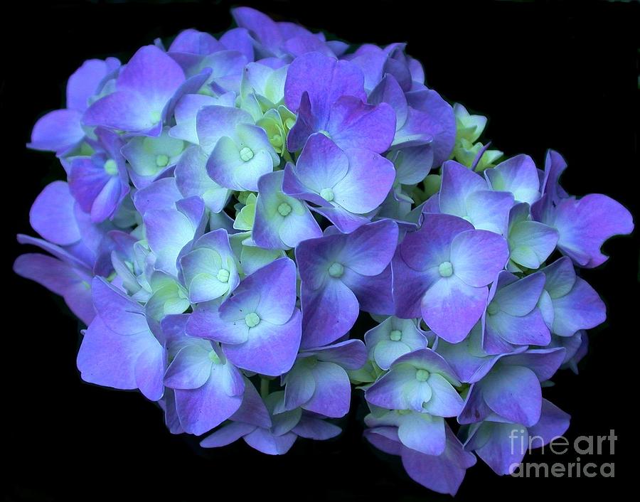 Hydrangea Photograph by Living Color Photography Lorraine Lynch