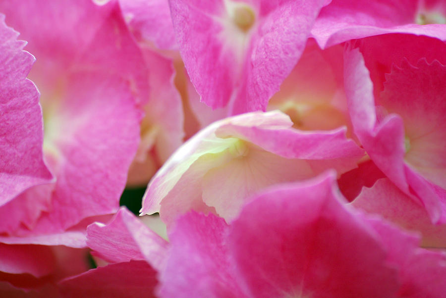 Hydrangea Petals Photograph by Lori Tambakis