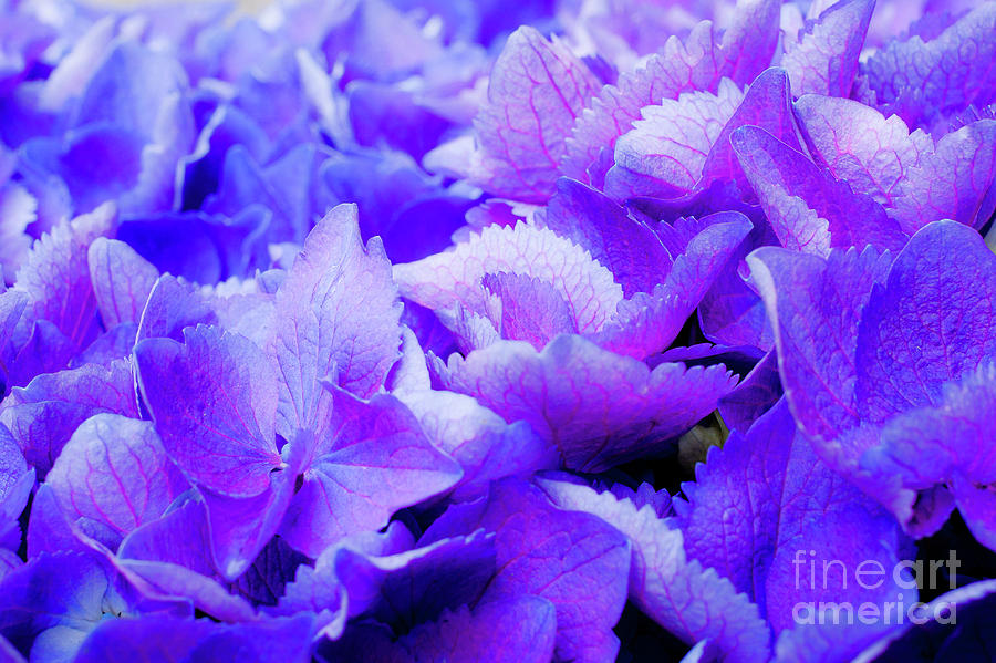 Hydrangea Petals Photograph by Susan Cole Kelly