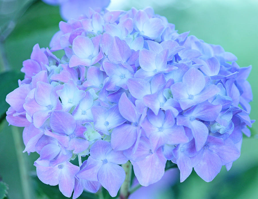 Up Movie Photograph - Hydrangea purple by Becky Lodes
