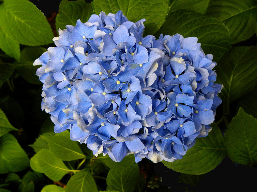 Blue Hydrangea Photograph by Sandi OReilly