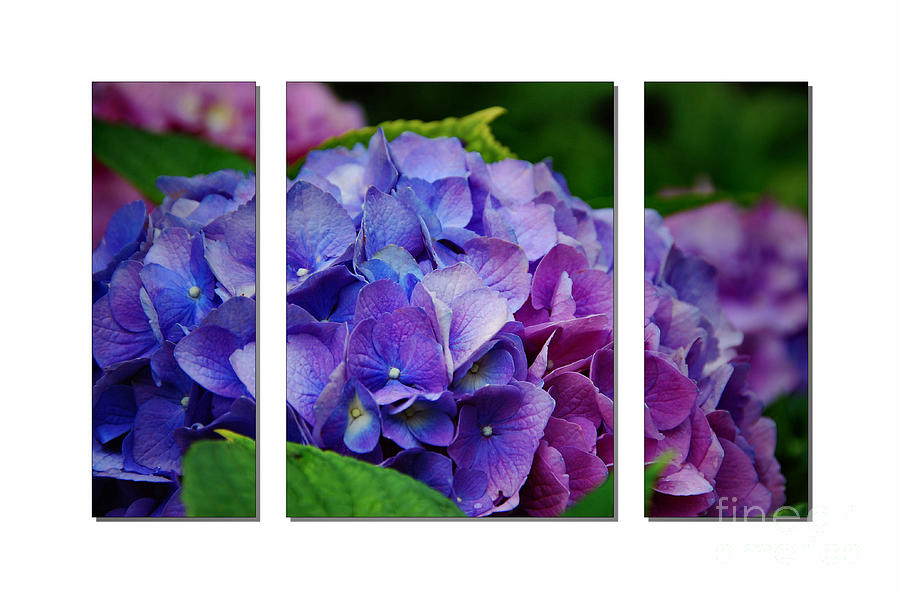 Hydrangea Shades of Blue and Purple Photograph by Elaine Manley