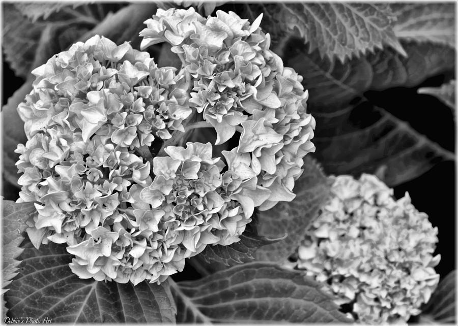 Hydrangeas In Black And White Photograph by Debbie Portwood