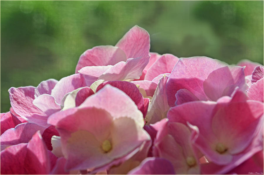 Hydrangeas in the morning light Photograph by Debbie Portwood