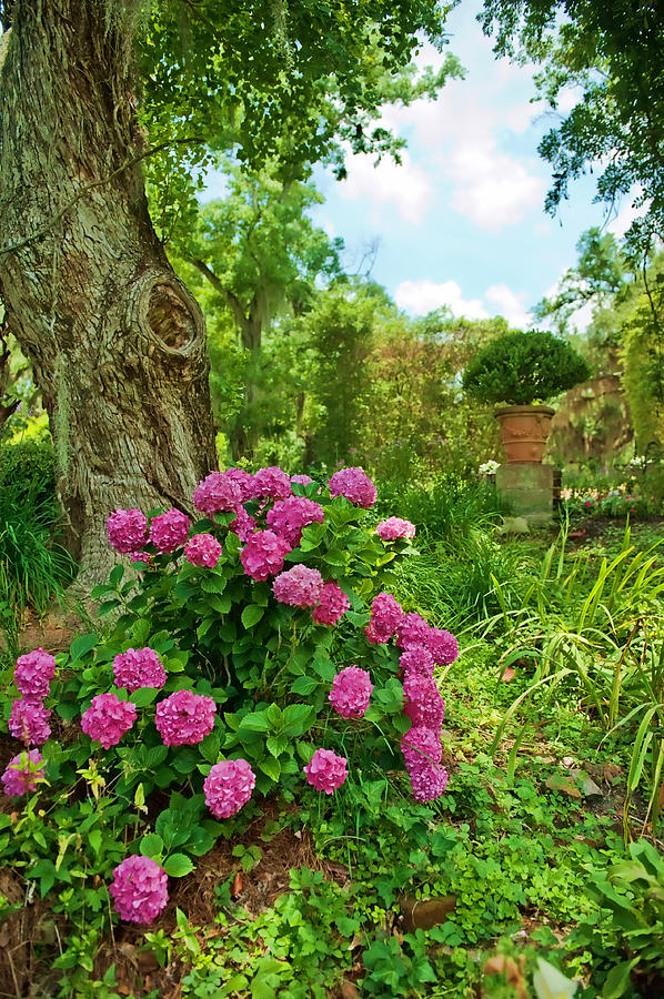 Hydrangeas Photograph - Hydrangeas of Afton Villa by Bonnie Barry
