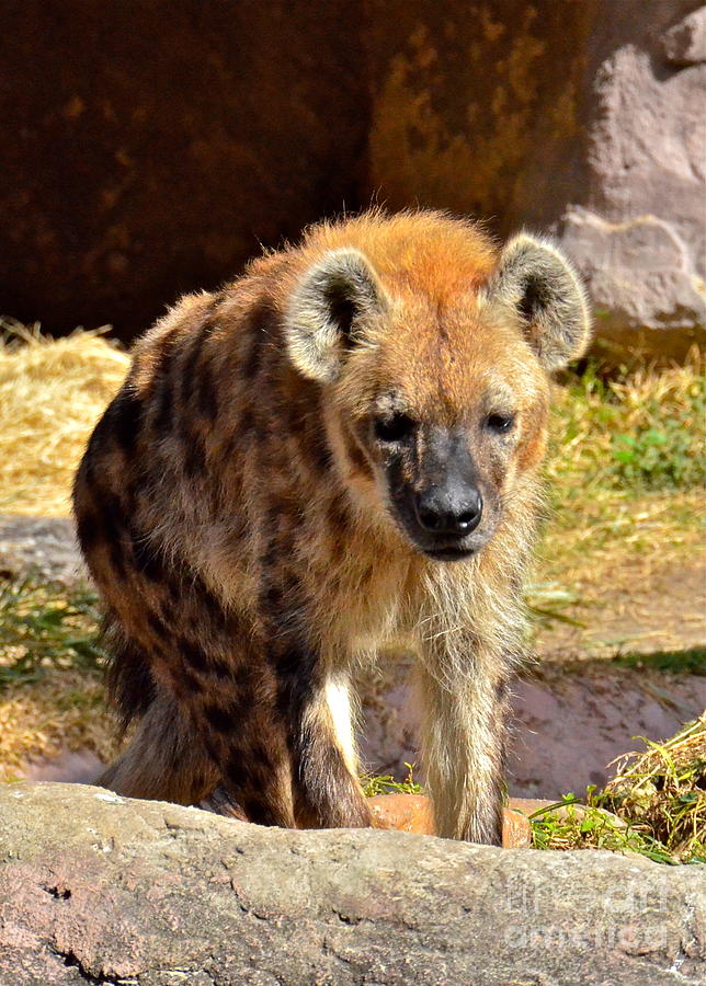Hyena Photograph by Carol  Bradley