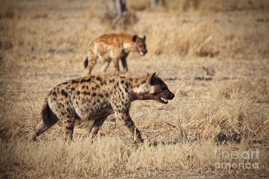 Hyena Photograph by Gualtiero Boffi