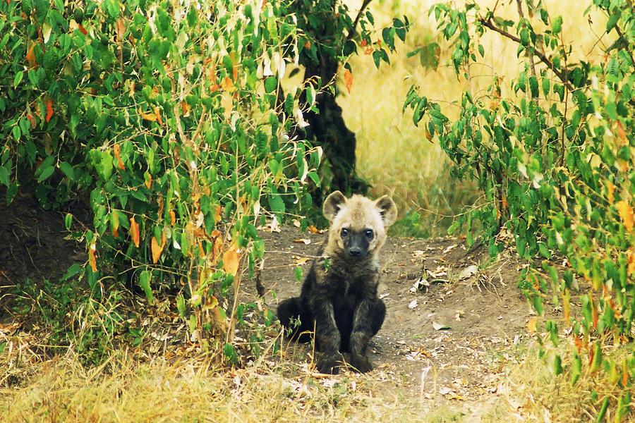 Hyena Pup Photograph by Belinda Greb