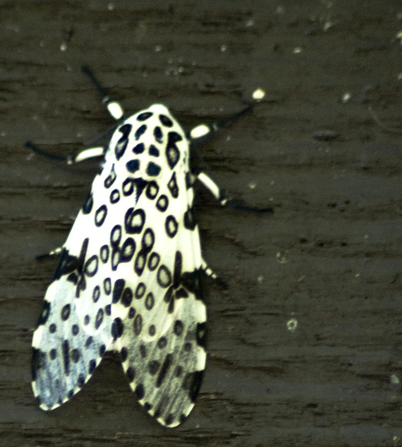 Hypercompe scribonia  Great Leopard Moth Photograph by Wade Clark
