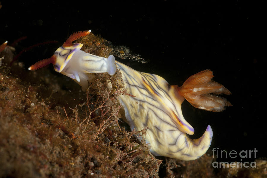 Hypselodoris Sp. Nudibranch, Bali Photograph by Mathieu Meur