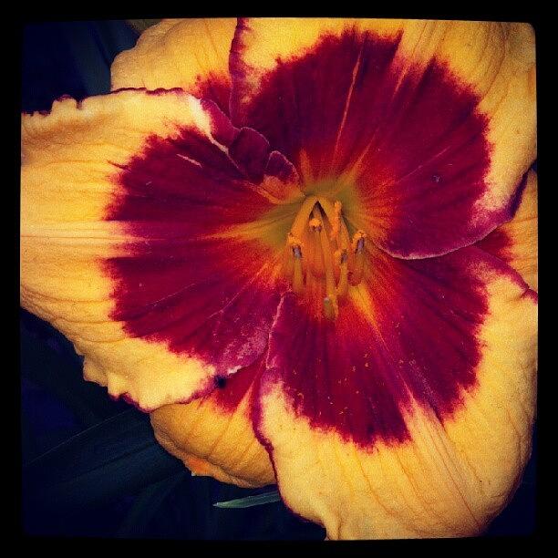 Flowers Still Life Photograph - I <3 Summer And #daylily Season #flower by Carla From Central Va  Usa