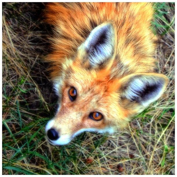 Love Photograph - I Am Back. Fox In The Back Yard Of The by Najat Husain
