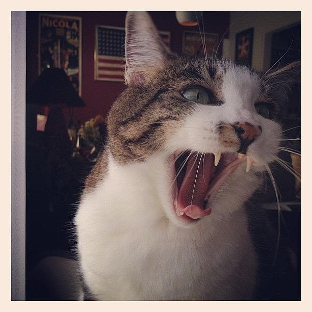 I Am Cat. Hear Me Roar. Photograph by Gracie Noodlestein