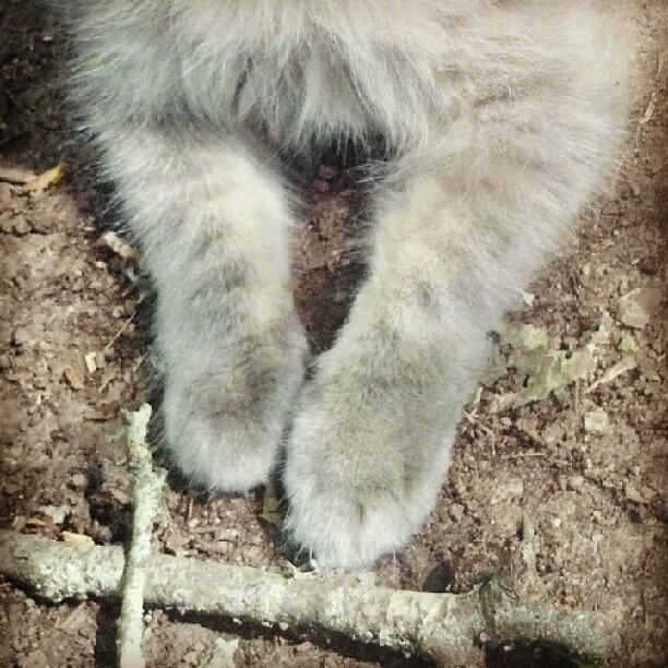 Cat Photograph - I Am In Love With These #paws by Kaity Craven