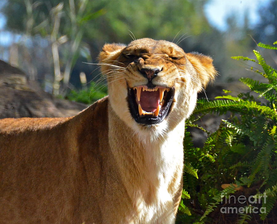 I Am Lion Hear Me Roar Photograph by Carol  Bradley