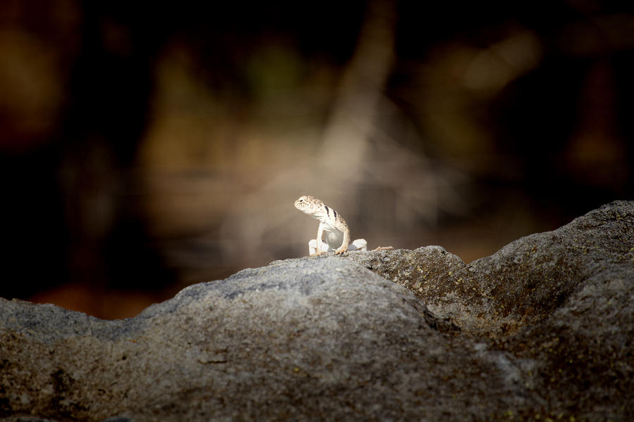 I Am Lizard Photograph by Douglas Barnard