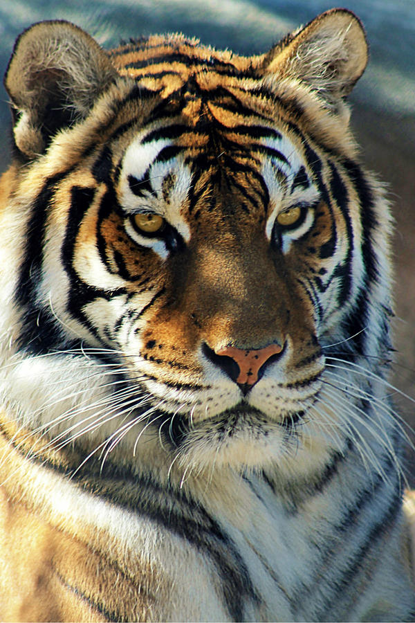 I am Tiger Photograph by Jenna Monroe - Fine Art America