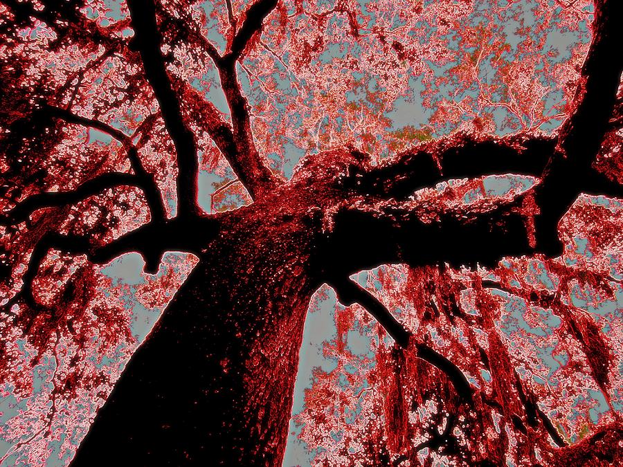 I am Tree Mixed Media by Aimee Bruno