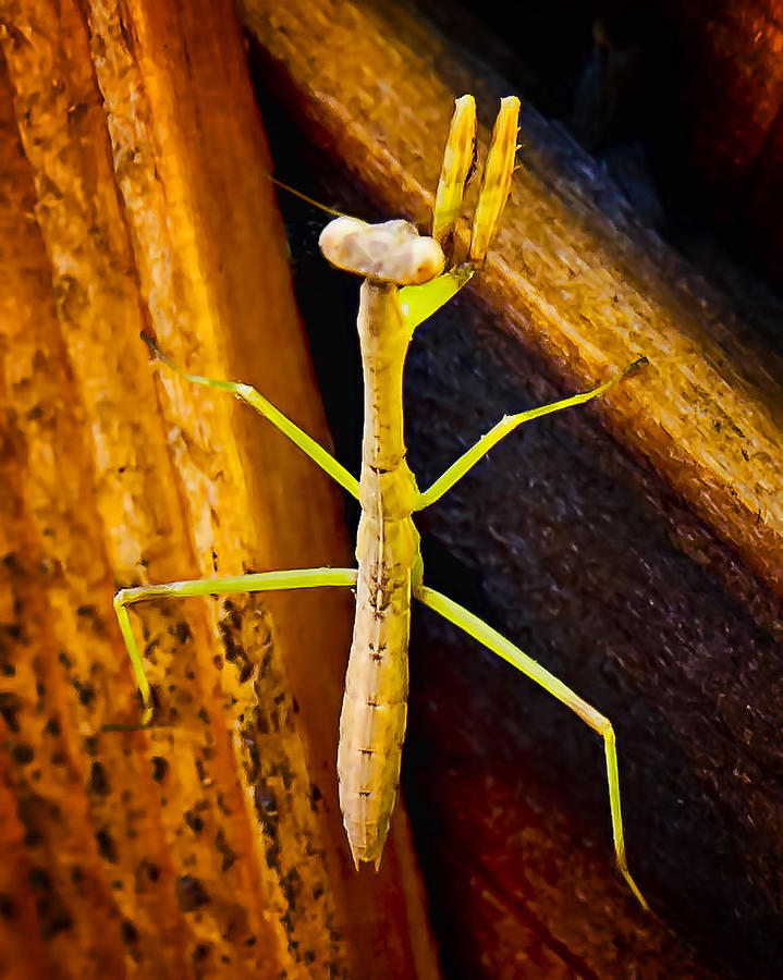 Insects Photograph - I Been Working on the Rail Road by Michael Putnam