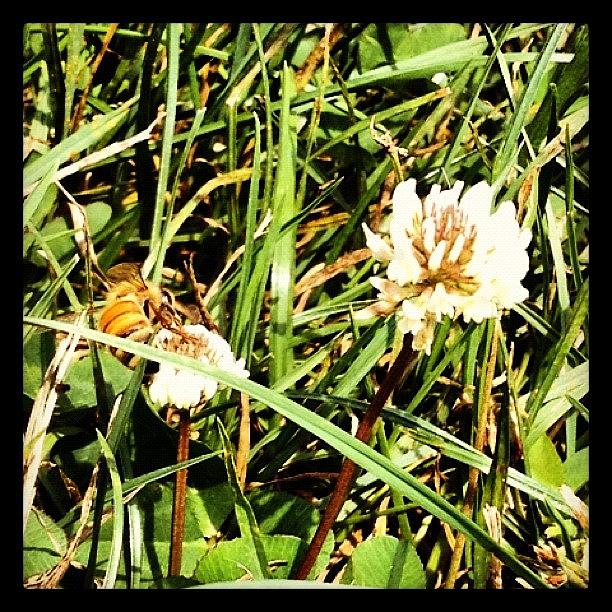 I Beez In The Grass. Bee Beez In The Photograph by K Styles