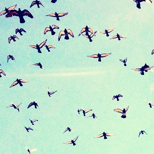 Bird Photograph - i Believe I Can Fly) #sky #birds by Irina Liakh