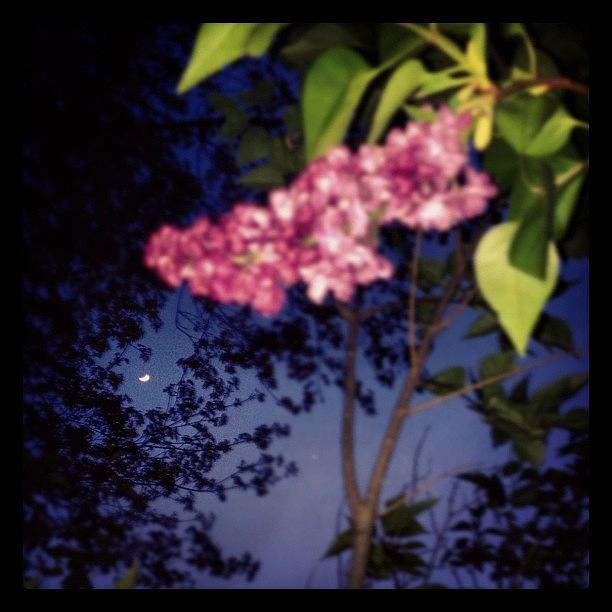 Rochester Photograph - I Call This: Lilac At Night by Liz K