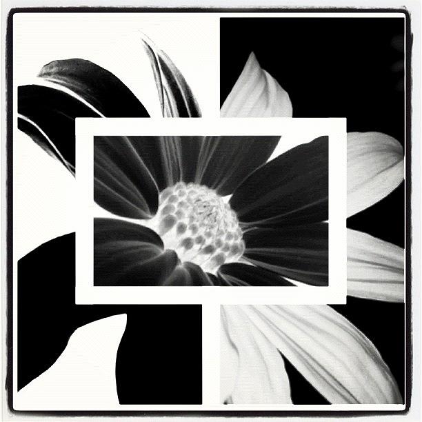 Summer Photograph - I Call This My Black And White by Alicia Greene