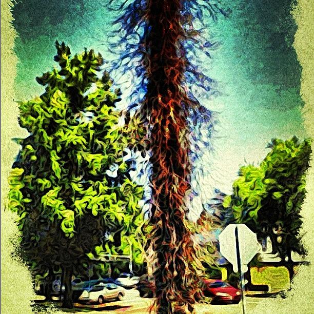 Summer Photograph - I Call This Pic hairy Tree Enjoy! by Daniel Larson
