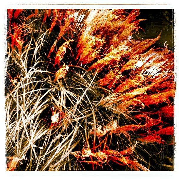 Pen Photograph - I Call This The red Bush #art by Alicia Greene