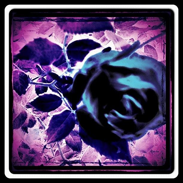 I Call This The violet Rose Hope U Photograph by Alicia Greene