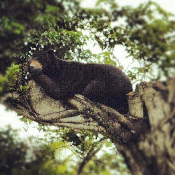 Nature Photograph - I Caught This #bear Taking A Nap In The by Travis Albert