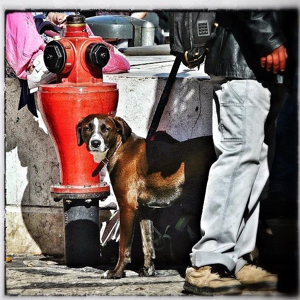 Dog Photograph - I Control This Fire Hydrant. Nobody by Ruca Cao