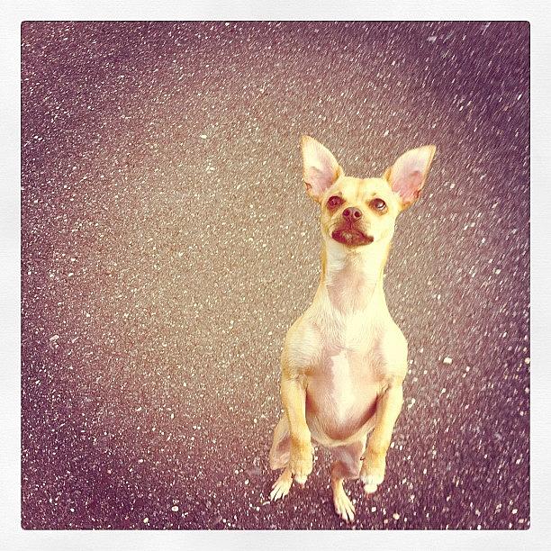 Chihuahua Photograph - I Do Tricks 4 Treats 🐶 by Rosa Leon
