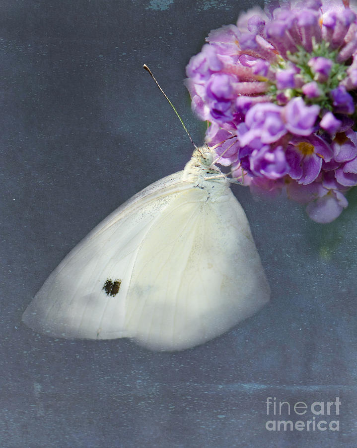 I Dream of a White Butterfly Photograph by Betty LaRue