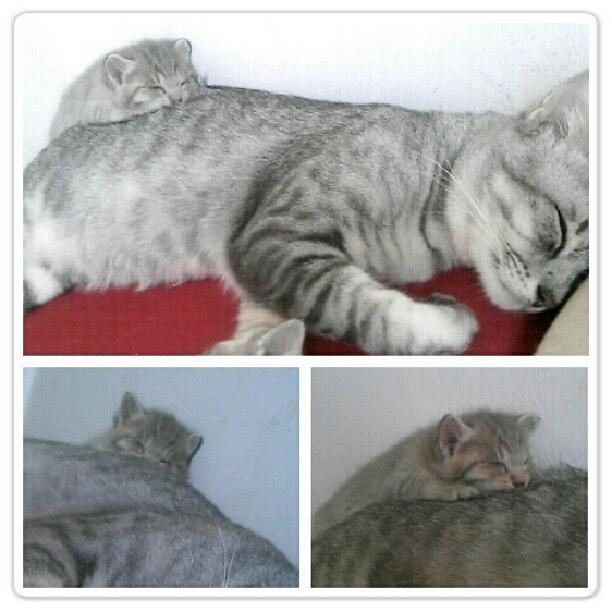 Cat Photograph - I Dun Wanna Sleep Beside Daddy.sleeping by Eisz O skull
