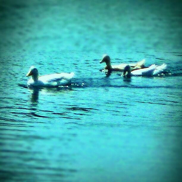 Instagrammer Photograph - I Feel Like A Duck. Calm On The Surface by Melissa Fleming