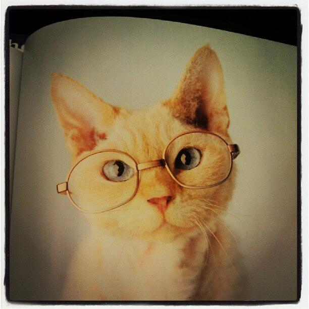 I Found A Cat Book Photograph by Taylor Canoso