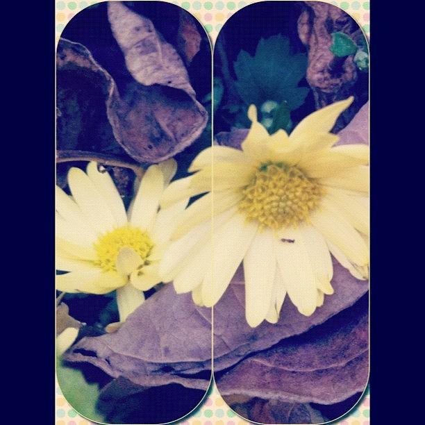 Flower Photograph - I Found A Cool Free Frame App!:d by Jenni Munoz