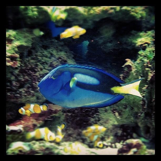 Fish Photograph - I Found Nemo & Dolly!! 🐠🐟🐬🐳 by Marce HH