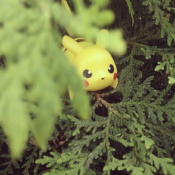 Toy Photograph - I Found Pikachu! by Chuck Caldwell