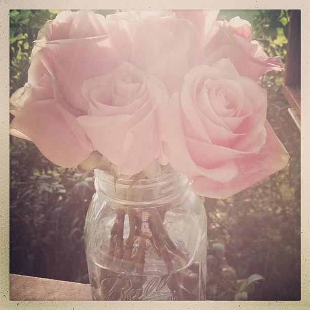 Rose Photograph - *i Had To Break The Window {it Just Had by Vanessa Ray