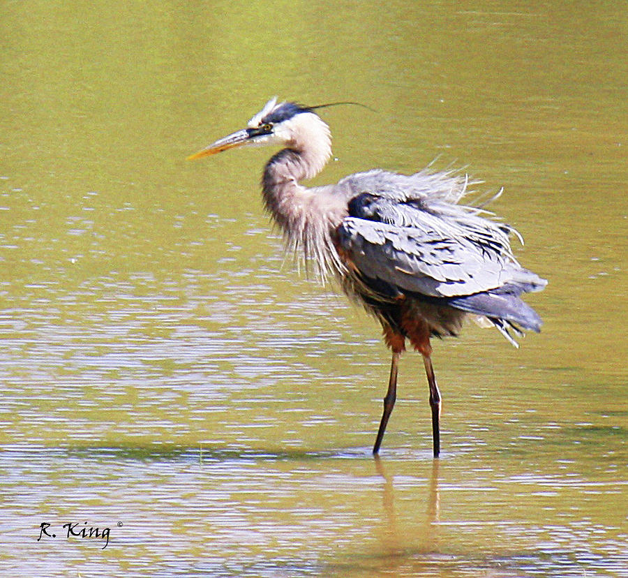 I Hate Being Wet Photograph by Roena King - Fine Art America